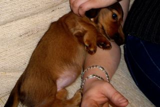 Jamnik d�ugow�osy NAILA